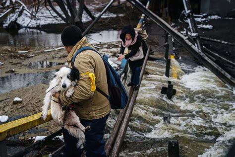 humane society international scandal|Aid for the animals of Ukraine .